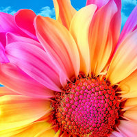 Bunte Gerbera Blüte Diamond Painting